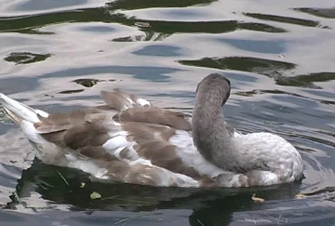 Swan Stock Footage 308794
