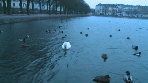 Swan Stock Footage 324473