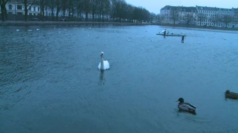 Swan Stock Footage 324477