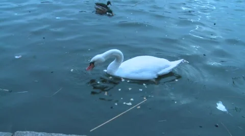 Swan Stock Footage 324482