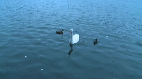 Swan Stock Footage 324486