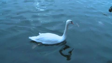 Swan Stock Footage 324487