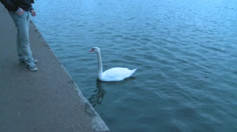 Swan Stock Footage 324490