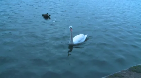 Swan Stock Footage 324493