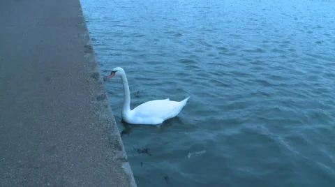 Swan Stock Footage 324497