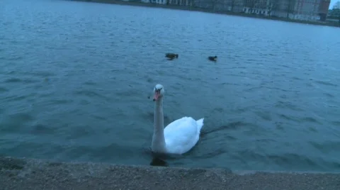 Swan Stock Footage 324498