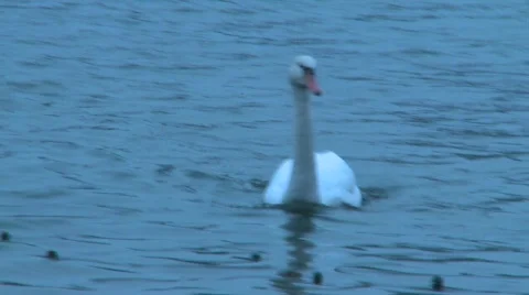 Swan Stock Footage 324501