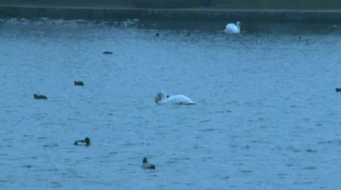Swan Stock Footage 324502