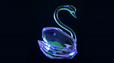 Swan Stock Footage 333834