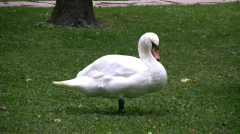 Swan Stock Footage 361025