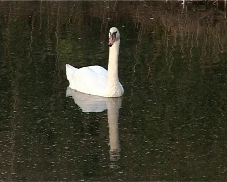 Swan Video stock 460014