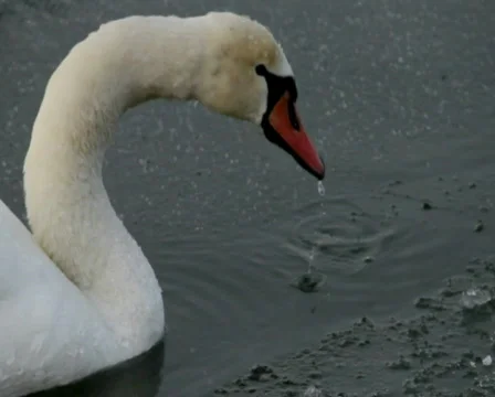 Swan Stock Footage 592990