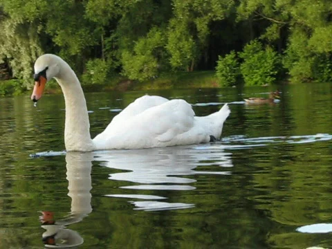 Swan Video stock 707041