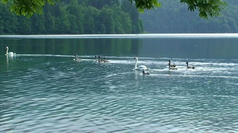Swan Stock Footage 837239