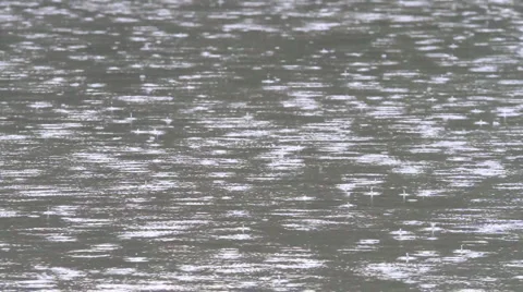 Swan Stock Footage 5700905