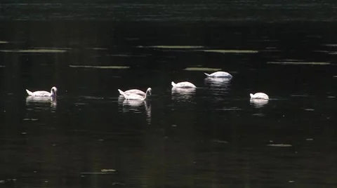 Swan Видео 7736641