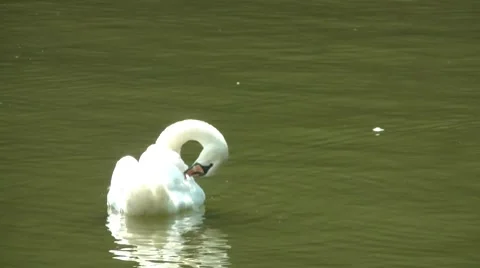 Swan Vídeos de archivo 7764040