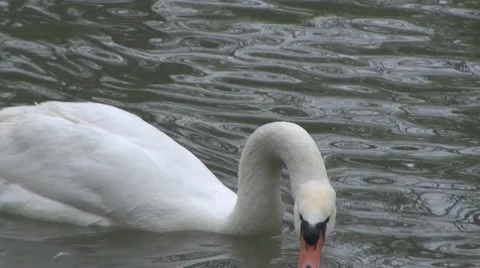 Swan Vídeos de archivo 8679736