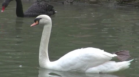 Swan 스톡 동영상 8679813