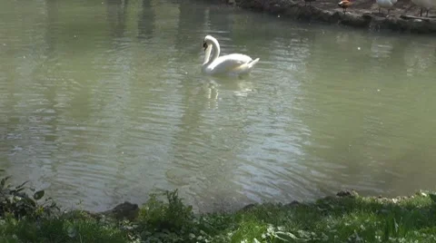Swan Stock-Footage 8679815