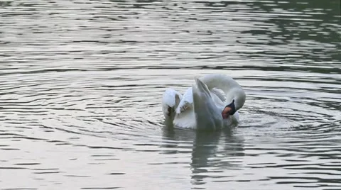 A swan Stock Footage 8763148