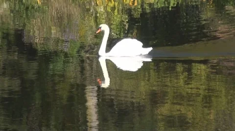 Swan Stock Footage 8777710