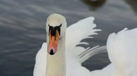 Swan Stock Footage 10741150