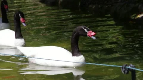Swan Stock Footage 10881225