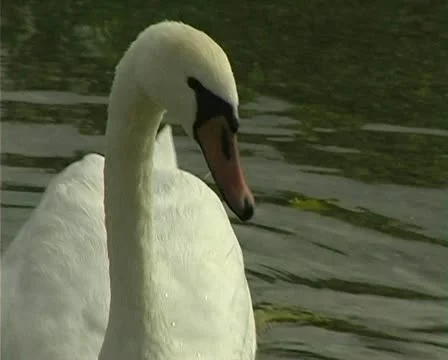 Swan Stock Footage 10891382