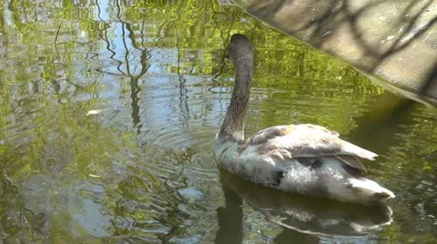 Swan Stock Footage 10917515