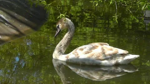 Swan Video stock 10917527