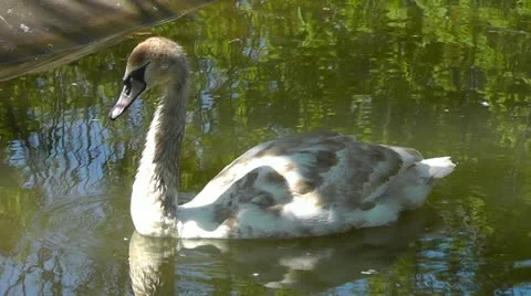 Swan Stock Footage 10917529