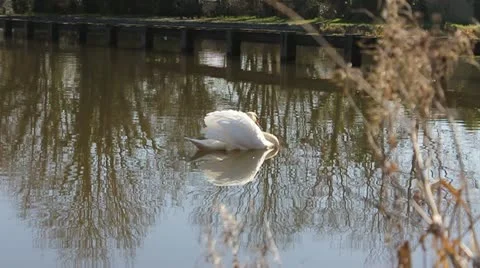 Swan Stock Footage 11018349