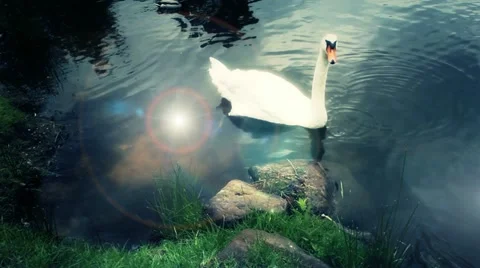 Swan Stock Footage 11070407