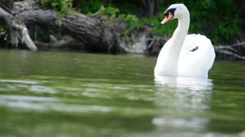 Swan Stock Footage 11113260