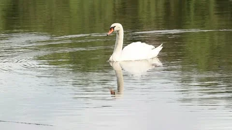 Swan Stock Footage 11270705