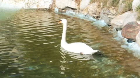 SWAN 動画素材 12122072