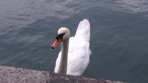 Swan Stock-Footage 12622227