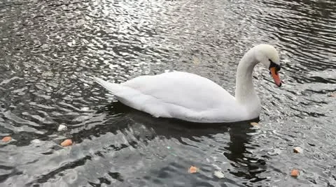 Swan Stock Footage 19279993