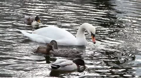 Swan Stock Footage 19943270