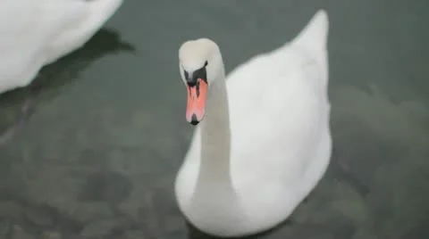 Swan Stock Footage 20434998