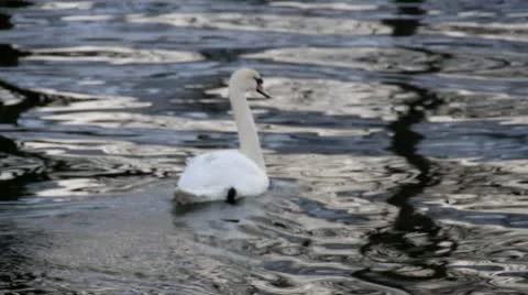 Swan Stock Footage 21302449