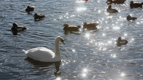 Swan Stockbeeldmateriaal 22608725