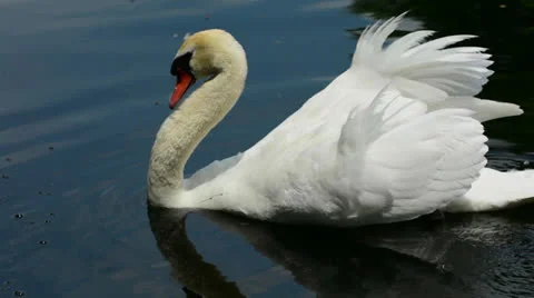 Swan Stock Footage 24803767