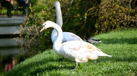 Swan Stock Footage 25509501