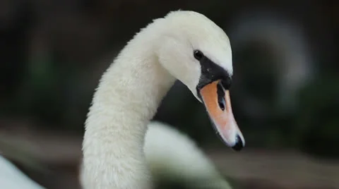Swan Stock Footage 26058217
