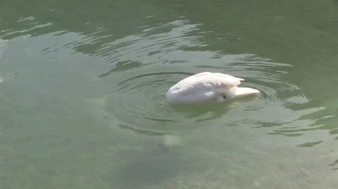 Swan Видео 29656607