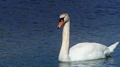 Swan 動画素材 32814744