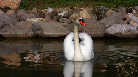 Swan Stock Footage 35570707