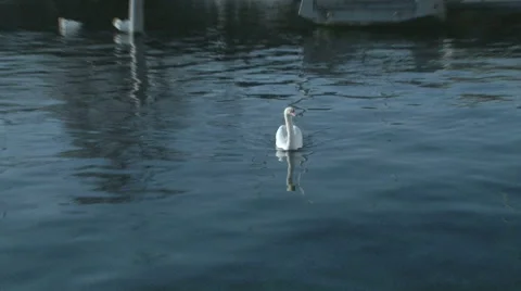 Swan 動画素材 59038166